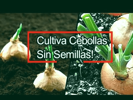 Planta cebolla en 9 pasos