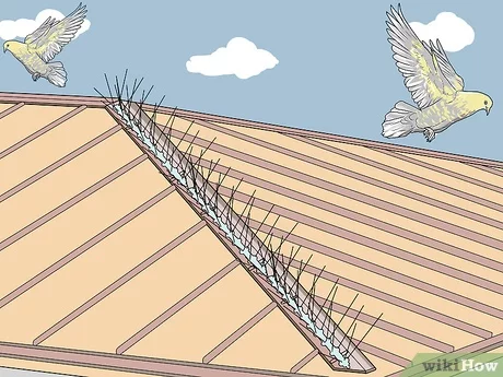 ¿Qué repelente utilizar para las aves de tu techo?