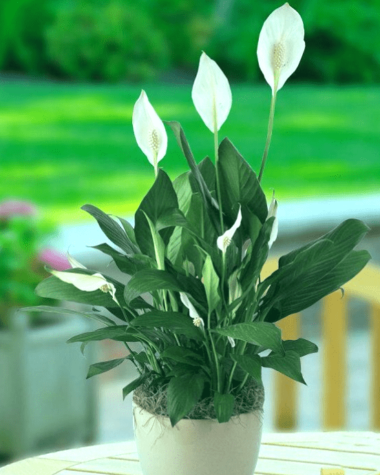 10 plantas perennes que florecen sin necesidad de mantenimiento