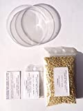 Kit de germinación de consuelda grande - bricolaje Comfrey Petri vermiculita - Kit de germinación de consuelda - bricolaje