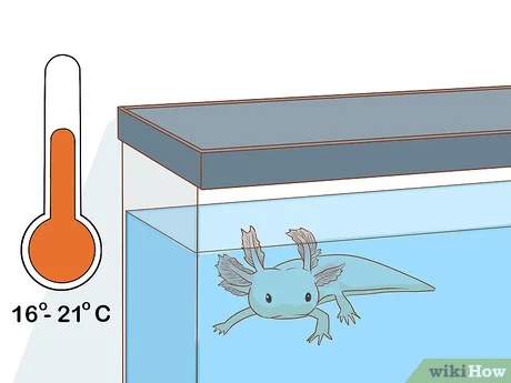 Axolotl: ¿cómo cuidarlo bien?