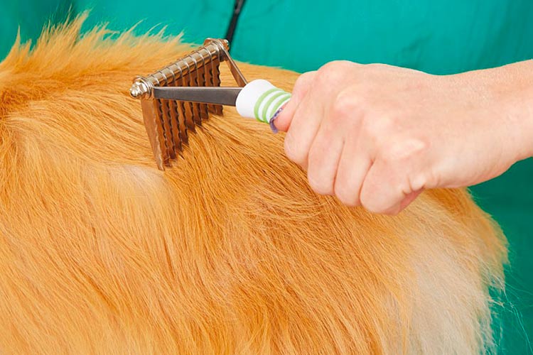 Consejos para desenredar el pelo del perro