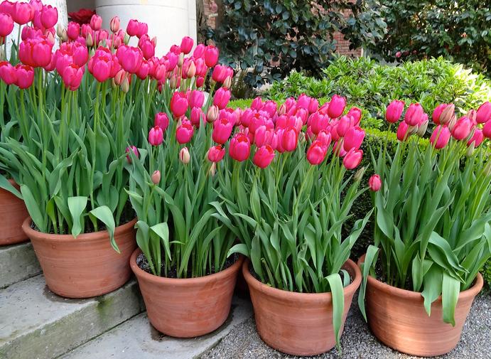 ¿Cuándo plantar el tulipán y cómo mantenerlo?