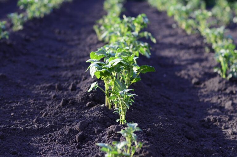 Cultivar el mezclún en la huerta: siembra, mantenimiento y recolección