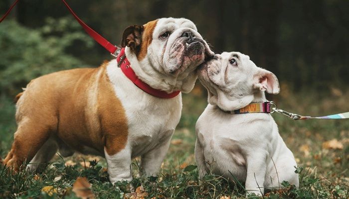 El Bulldog inglés, perro cariñoso e inteligente
