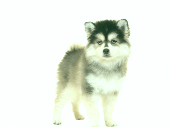 El perro Pomsky, una mezcla perfecta entre el Husky y el Spitz enano
