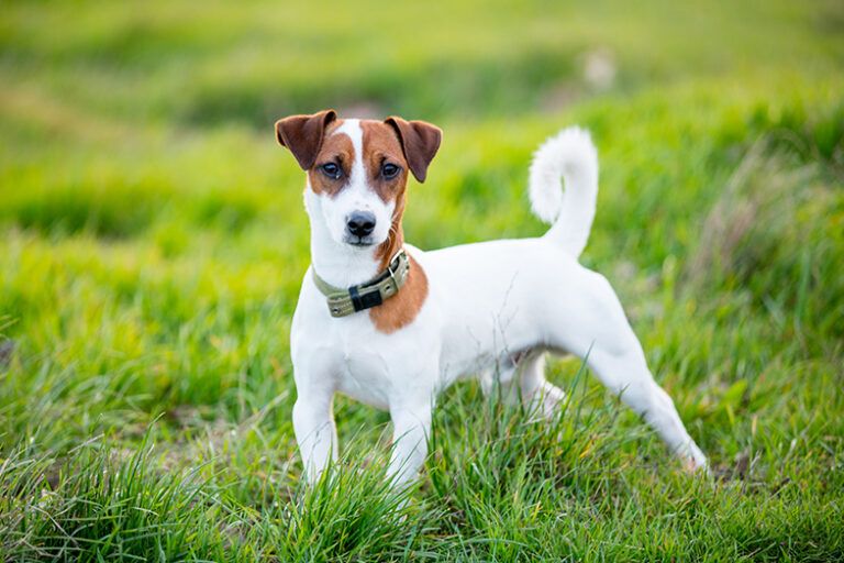Jack Russell Terrier: un perro con un carácter fuerte