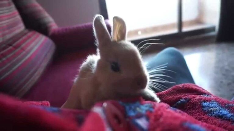 Adoptar un conejo: cosas a saber