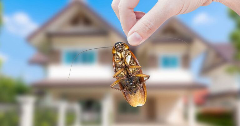 Algunos trucos para deshacerse de los insectos gateos en casa