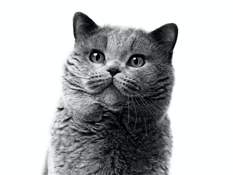British Shorthair: el mejor de los gatos
