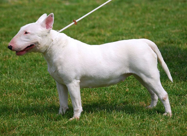 Bull Terrier: ¿un perro peligroso?