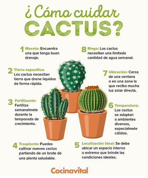 ¿Cómo cuidar los cactus en maceta?