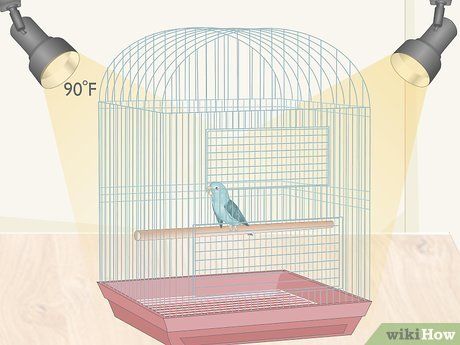 ¿Cómo cuido mi pájaro y su jaula?