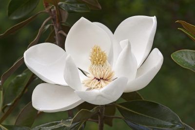 Consejos de cultivo de magnolia