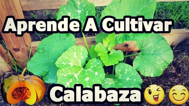 Consejos para cultivar calabaza