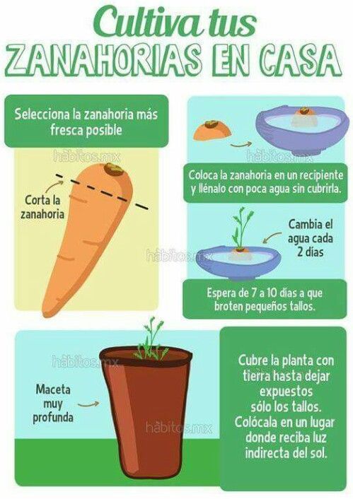 Cultivo de zanahorias: ¿cómo hacerlo bien?