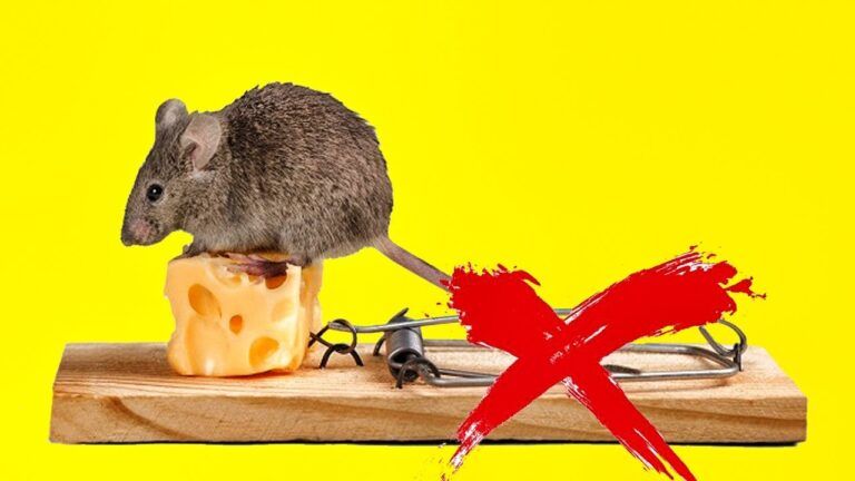 Elimina las ratas: ¡4 trucos que matan!