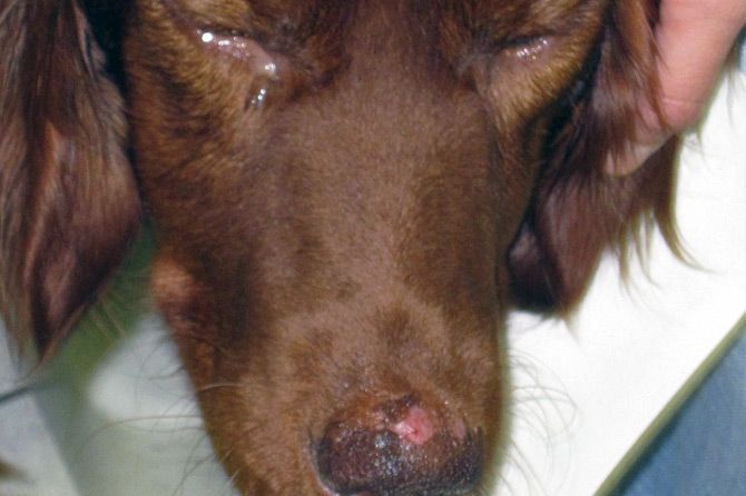 Leishmaniosis: síntomas del tejado canino