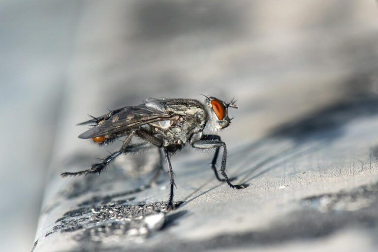 Nuestras soluciones naturales contra las moscas
