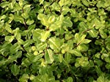 Jean Huchet Plantas-Pittosporum Tenuifolium-Abbosbury Gold, Lote de 15 plantas en maceta