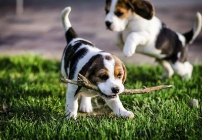 Beagle: el perro ideal para la familia