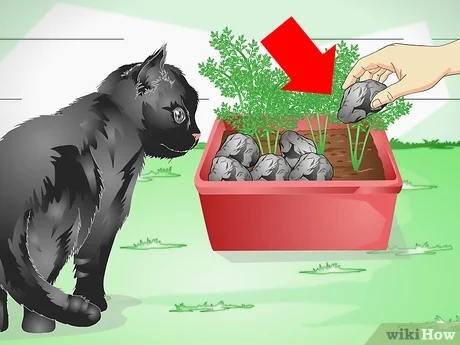 Consejos para evitar que los gatos desenterraran plantas