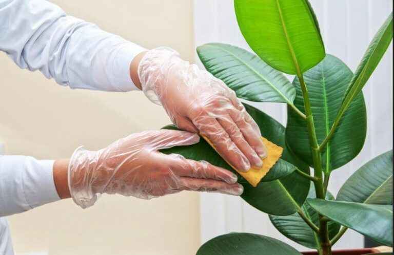 Consejos para limpiar las plantas verdes de interior