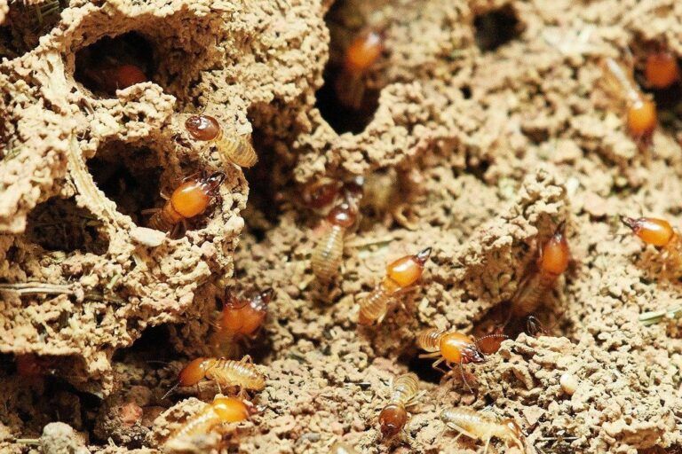 Consejos para proteger los árboles de las termitas