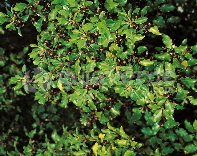 Guía de plantación y cuidado de Pittosporum tenuifolium