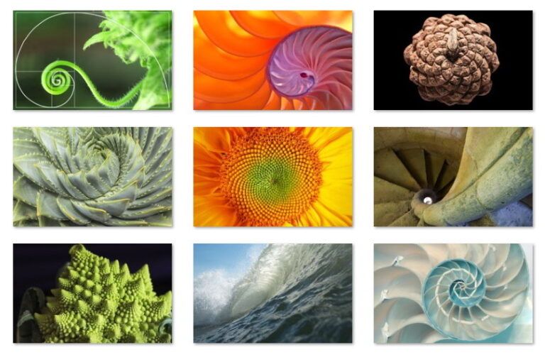 La secuencia de Fibonacci en la naturaleza