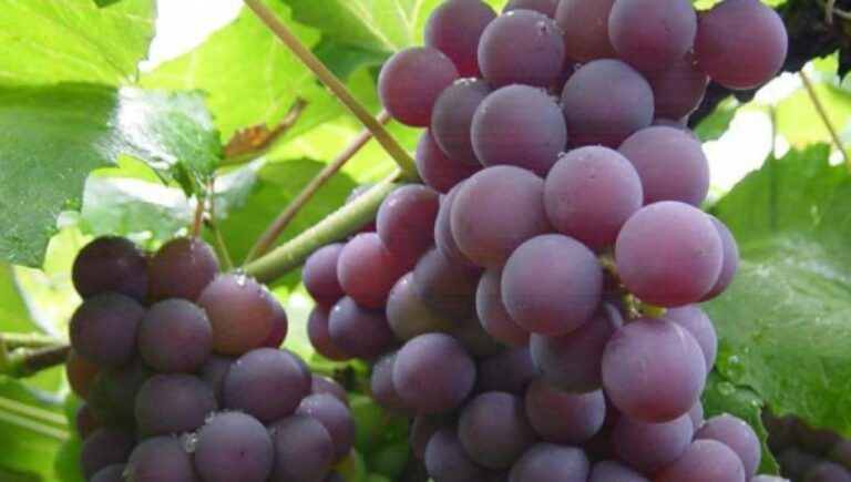 La uva, un fruto muy milagroso