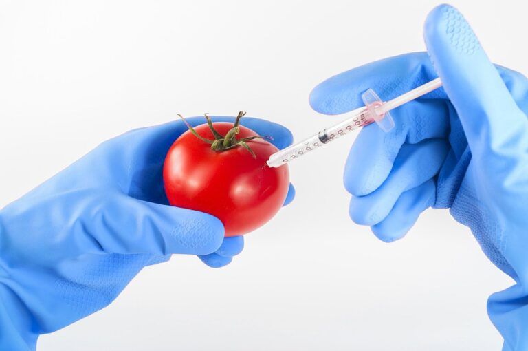 Los potenciales peligros de los alimentos modificados genéticamente